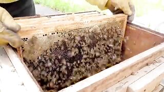 Huge Number of Bees!  Mass Production Process by Korean Beekeeping Farm