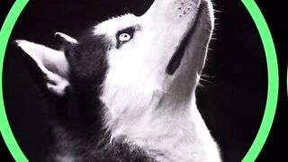 I love pets #Dogspecial
