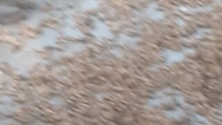 Indian bird 2