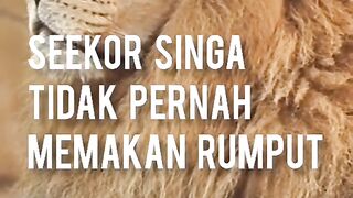 jadilah seperti singa