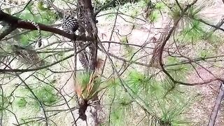 ToRung Comedy- Fall from the Tre