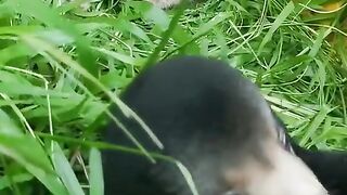 Animaux 11