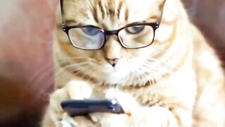 Cute Cat Mobile Use