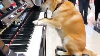 dog play piano