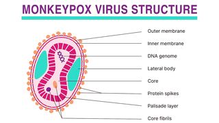 Monkeypox virus Structure. Mpox Virus Structure. Struktur Virus Cacar Monyet. Struktur Virus Mpox. Struktur Virus Monkeypox. Structure of Monkeypox