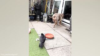 funny animals 75
