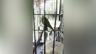 Greater Green Leafbird morning routine