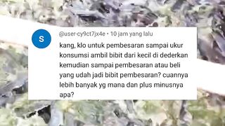 Lebih baik TEBAR bibit lele KECIL (3-4cm) atau TEBAR bibit lele SEDANG (7-8) untuk pembesaran