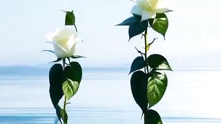Flower dancing