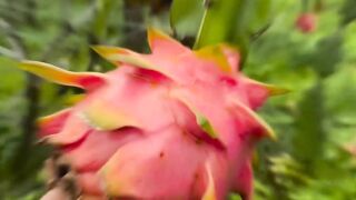 Dragon fruit
