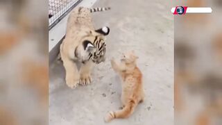 reckless cat
