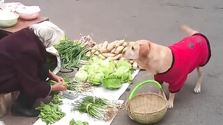 Dog hates vegetables and stall owner loses money