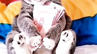 cat funny video 5