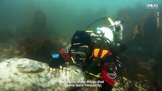 Swimming With Wild Seals For 20 Years