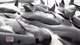 Almost 100 Whales Die on Australian Beach