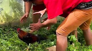 ToRung Comedy- Catch Chickens