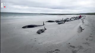 Over 70 Whales Die On Scottish Island In Biggest Mass Stranding In Decades