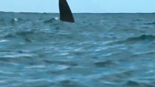 The Way Orcas Prepare for Death Has Shocked the World