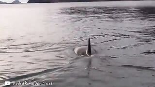 7 Orca Encounters That'll Brighten Your Day
