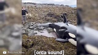 6 Orca Rescues That'll Warm Your Heart