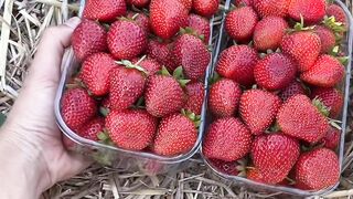 Strawberry Fruit Red