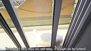 Yesterday I fed a hungry cat, and today it brought me 4 kittens!