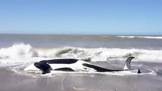 Rescue of 7 Orcas stranded in La Caleta (Argentina)  Rescate de 7 Orcas varadas en La Caleta