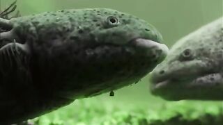 I Found Axolotls in an Abandoned Pond!
