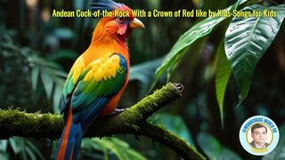 Andean Cock-of-the-Rock With a Crown of Red like by Kids - Songs for Kids