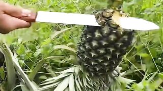 Cutting Pineapple Fruit