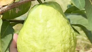 Guava Fruit