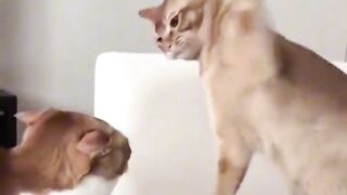 Funnyvideos 13