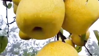 Pear Tree Fruit