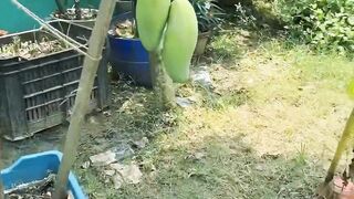 Manggo Cutting Fresh