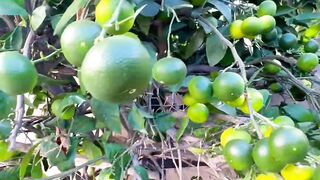 Orange Tree Fruit