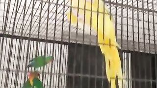Parrot is yellow