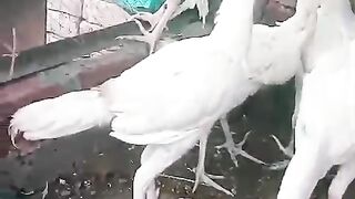 White chicken