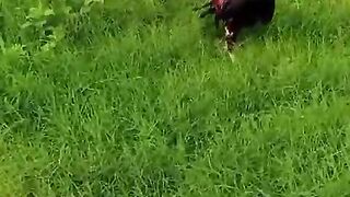 Green grass and chicken