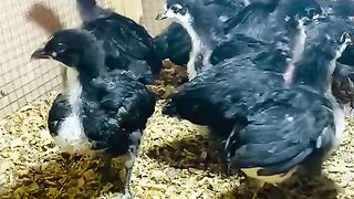 The black chickens