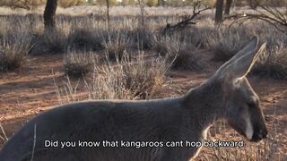 Why Kangaroos Can't Hop Backwards: The Surprising Truth!