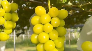The Tree Grape