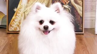 Funny video