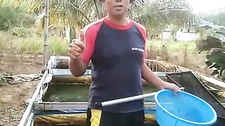Cak Dayat mitra pembudidaya lele dari Nunukan kaltara sedang panen ikan lele konsumsi