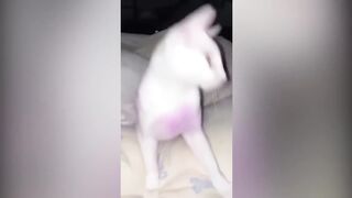 Compilation New Funniest Cat Videos ???? You laugh You Lose ???? Best of Funny Cat Videos ???? #6