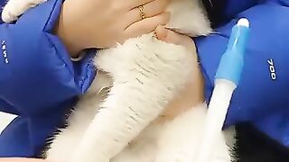 #britishshorthair #cat medication 브리티시숏헤어 고양이 약 먹이는 방법 2