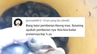 Pakan alternatif KEONG MAS untuk ikan lele ! Berikut cara pengaplikasiannya