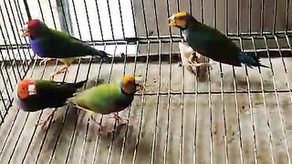 Finches of different colors