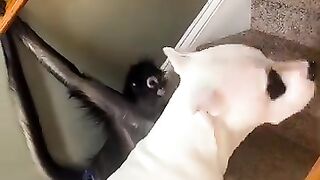Monkey and dog ????