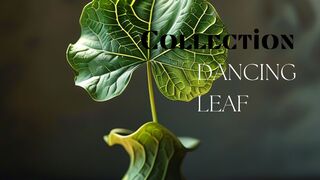 Collection Dancing Leaf