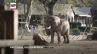 How do you get a grumpy 4-ton elephant to a new home 120 miles away  the elephant movers